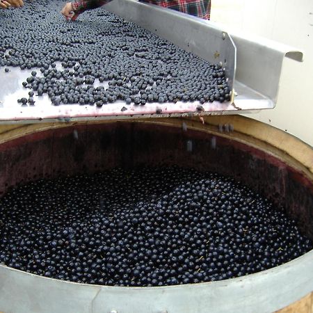 O'Vineyards B&B Carcassonne Villemoustaussou 외부 사진