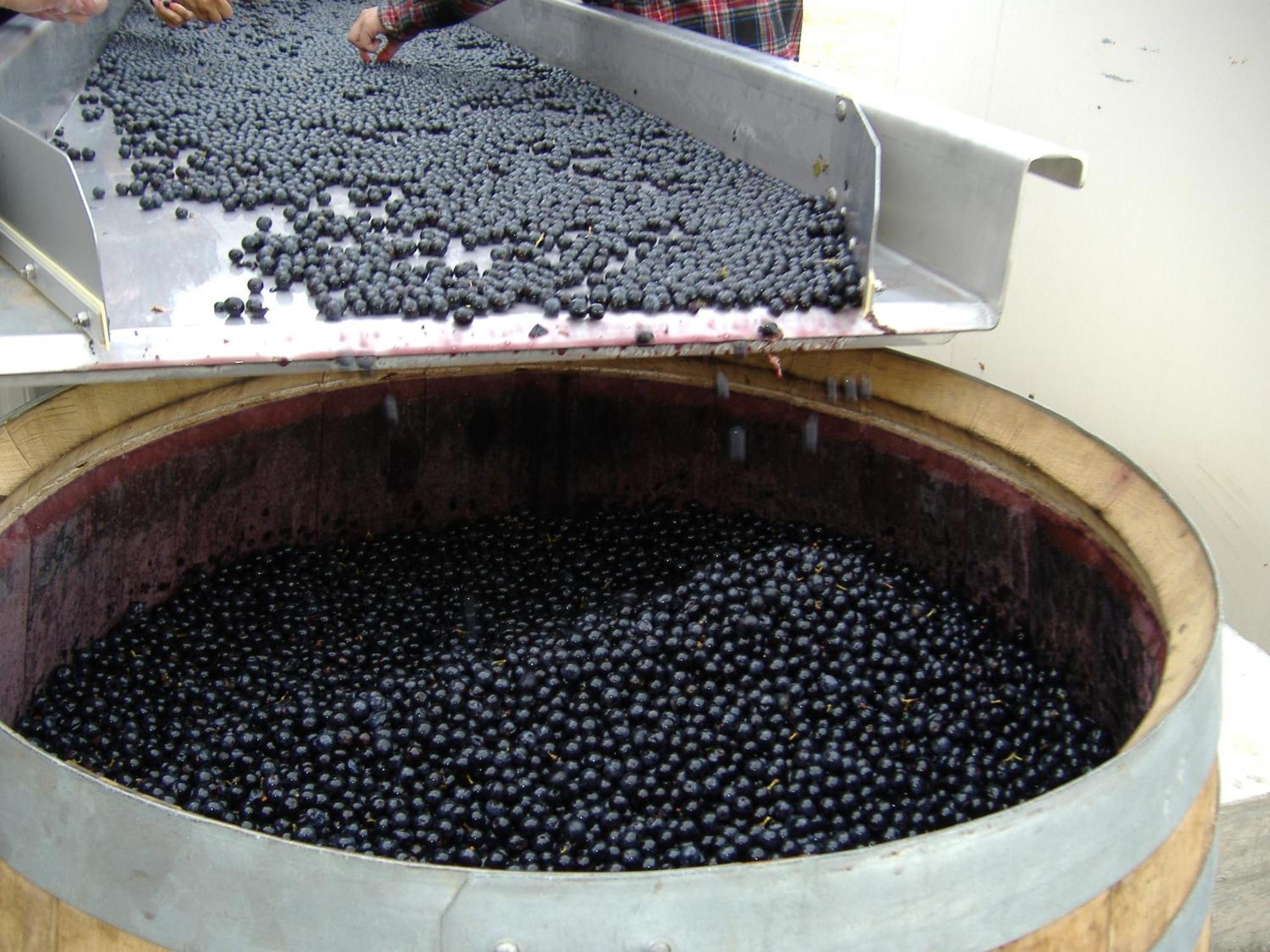 O'Vineyards B&B Carcassonne Villemoustaussou 외부 사진