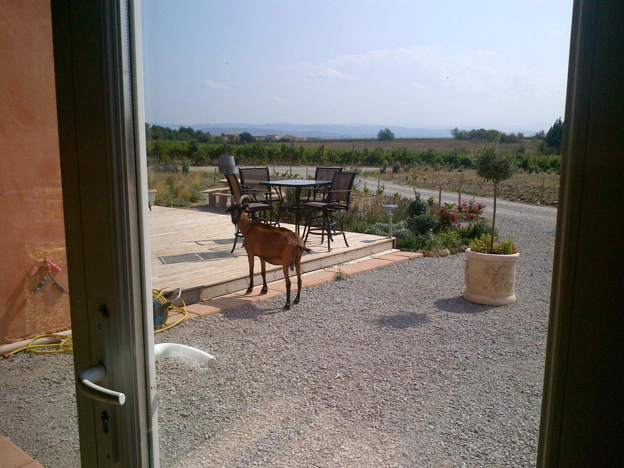 O'Vineyards B&B Carcassonne Villemoustaussou 외부 사진