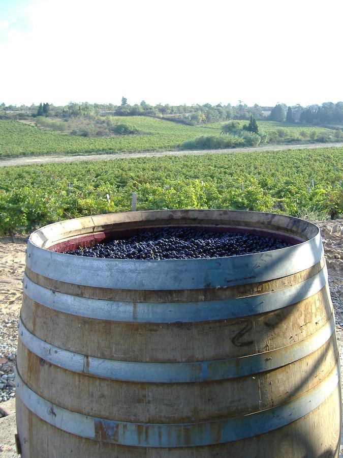 O'Vineyards B&B Carcassonne Villemoustaussou 객실 사진