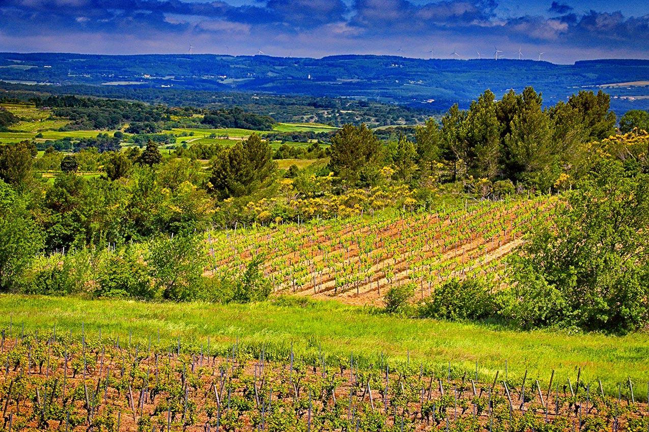 O'Vineyards B&B Carcassonne Villemoustaussou 외부 사진