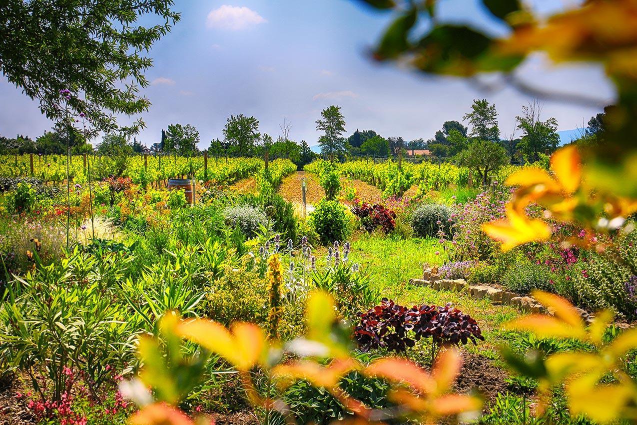 O'Vineyards B&B Carcassonne Villemoustaussou 외부 사진