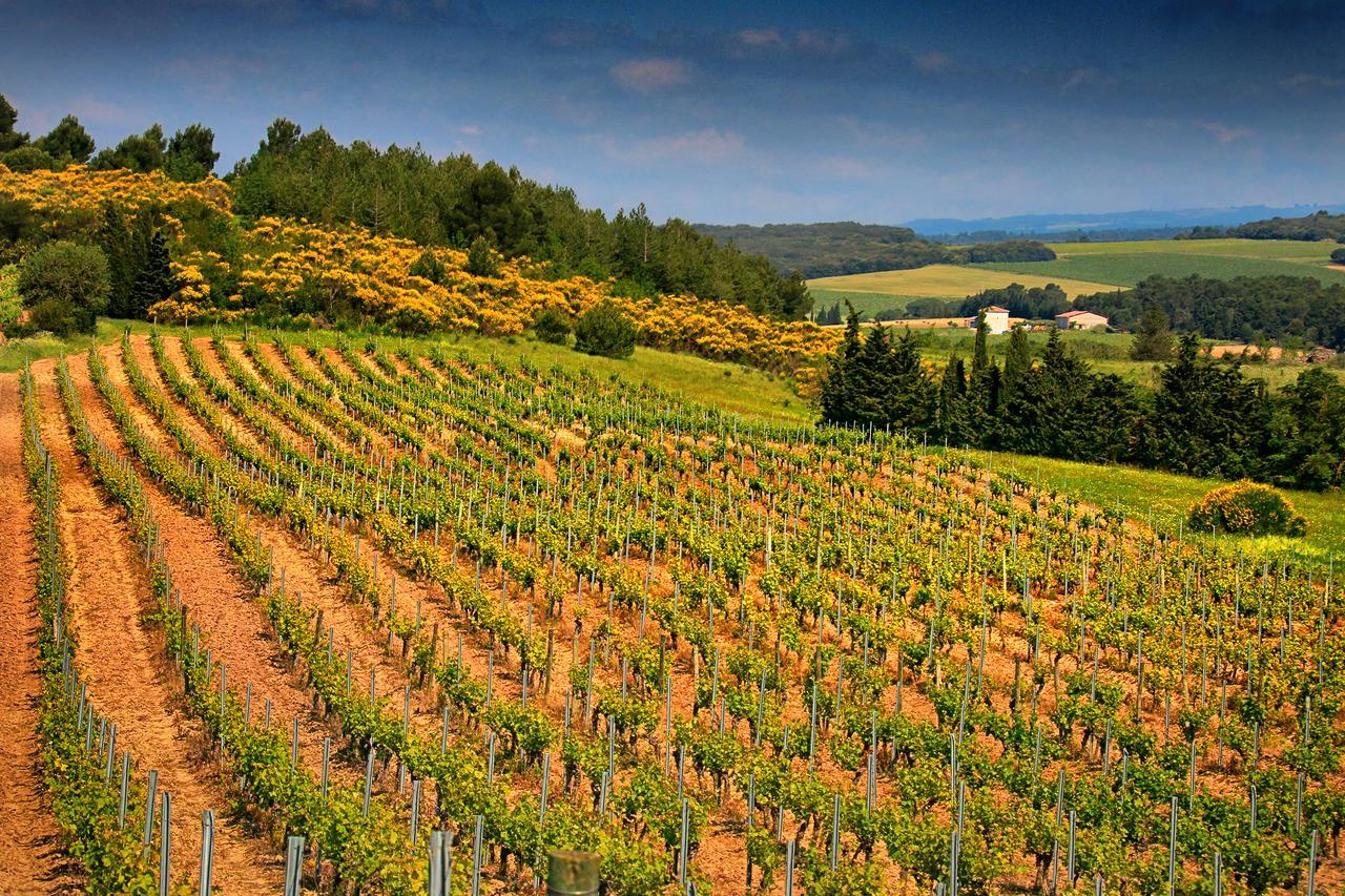O'Vineyards B&B Carcassonne Villemoustaussou 외부 사진
